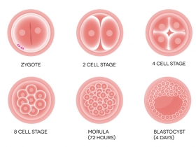 Blastocyst Stage Explained: Why This Phase Matters in Fertility and IVF Blastocyst Stage Explained: Why This Phase Matters in Fertility and IVF