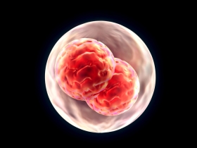 Embryo Grading and Selection in IVF