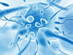 Why Would a Fertility Clinic Want to Look More Closely at Sperm? Why Would a Fertility Clinic Want to Look More Closely at Sperm?